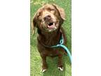 Peyton, Labrador Retriever For Adoption In Carrollton, Texas