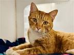 Ne-ne, Domestic Shorthair For Adoption In Jackson, New Jersey