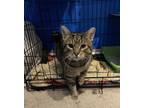 Benjamin, Domestic Shorthair For Adoption In Belleville, Ontario