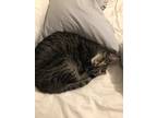 Adopt Lola a Gray, Blue or Silver Tabby Domestic Shorthair / Mixed (short coat)