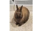 Sassy In Ri $99, Dwarf For Adoption In Saunderstown, Rhode Island