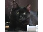 Adopt California (Cali) a All Black Domestic Mediumhair / Mixed cat in San Jose