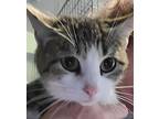Ashley, Domestic Shorthair For Adoption In Forty Fort, Pennsylvania