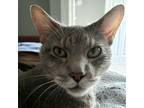 Adopt Charlie - Foster a Gray or Blue Domestic Shorthair / Mixed cat in Walker
