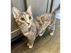 Capri, Domestic Shorthair For Adoption In College Station, Texas