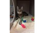 Taboo, Domestic Shorthair For Adoption In Washington, District Of Columbia