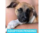 Adopt Chloe a Tan/Yellow/Fawn Beagle / Shepherd (Unknown Type) / Mixed dog in