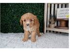 Cavapoo Puppy for sale in Springfield, MO, USA