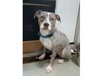 Cereal, American Pit Bull Terrier For Adoption In Washington