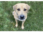 Adopt Bernadette (Available In Fostercare) a Black Black Mouth Cur / Mixed dog