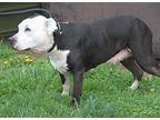 Bobo (neutered), American Pit Bull Terrier For Adoption In Marietta, Ohio