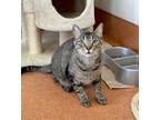 Frito Pie, Domestic Shorthair For Adoption In Austin, Texas