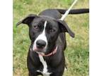 Adopt Patch a Black Labrador Retriever / Mixed dog in Riverwoods, IL (38652461)