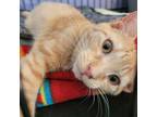 Adopt Cheeto 2023 a Orange or Red Domestic Shorthair / Mixed cat in Bensalem