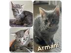 Armani, Domestic Shorthair For Adoption In Hollister, California