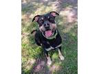 Adopt Twilight a Mixed Breed (Medium) / Mixed dog in Ocala, FL (38784760)