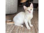 Adopt Maya a Domestic Short Hair