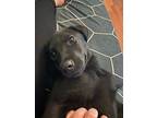 Zion, Labrador Retriever For Adoption In Doylestown, Pennsylvania