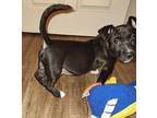 Freckle, Terrier (unknown Type, Medium) For Adoption In Doylestown, Pennsylvania