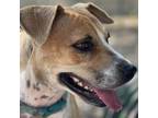Adopt Annika a Tan/Yellow/Fawn Hound (Unknown Type) / Mixed dog in Wimberley