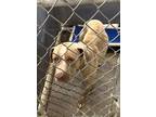 Roy, American Pit Bull Terrier For Adoption In Anderson, Indiana