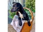 Adopt Tink a Labrador Retriever