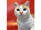 Honey, Domestic Shorthair For Adoption In Amery, Wisconsin