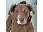 Rufus, Labrador Retriever For Adoption In Amery, Wisconsin