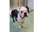 Elvis, Boston Terrier For Adoption In Williamsport, Pennsylvania