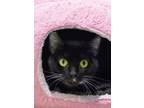 Adopt Silly Putty 52526 a Domestic Short Hair