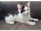 Adopt William a Domestic Mediumhair / Mixed (short coat) cat in Rome