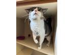 Pebbles, Domestic Shorthair For Adoption In Kalamazoo, Michigan