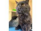 Adopt Salem a Domestic Longhair / Mixed (long coat) cat in Park City