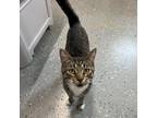 Adopt Peter a Brown or Chocolate Domestic Shorthair / Mixed cat in Melfort