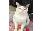 Clancey, Domestic Shorthair For Adoption In Bear, Delaware