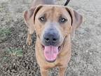 Adopt Baloo a Brown/Chocolate Mixed Breed (Large) / Mixed dog in Georgetown