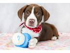 Adopt Babyface a American Staffordshire Terrier, Mixed Breed