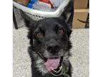 Adopt Shadow a Black Mixed Breed (Medium) / Mixed dog in Las Cruces