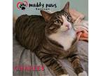 Charles (courtesy Post), Domestic Shorthair For Adoption In Council Bluffs, Iowa