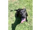 Adopt Rufy a Black American Pit Bull Terrier / Mixed dog in Gray, LA (38858038)