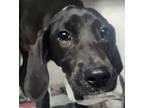 Adopt Kate a Hound, Mixed Breed