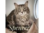 Spencer, Domestic Mediumhair For Adoption In Kelowna, British Columbia
