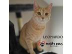Leonardo (courtesy Post), Domestic Shorthair For Adoption In Council Bluffs