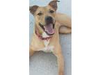 Adopt Willa a Red/Golden/Orange/Chestnut Terrier (Unknown Type