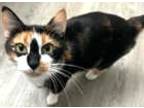 Betsy, Domestic Shorthair For Adoption In Brownsburg, Indiana