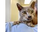 Gallagher, Domestic Shorthair For Adoption In Richmond, Virginia