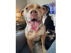 Adopt 71960a Cammie - Adoption Ambassador a American Staffordshire Terrier