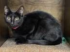 Adopt 72302A Siam a Domestic Short Hair