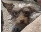 Boo, Terrier (unknown Type, Small) For Adoption In Brownsburg, Indiana