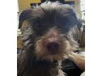 Yogi, Terrier (unknown Type, Small) For Adoption In Brownsburg, Indiana